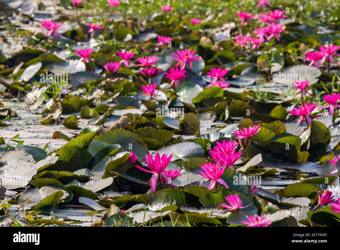 Fleurs de lotus, étang de lotus, Népal, Asie Banque D'Images
