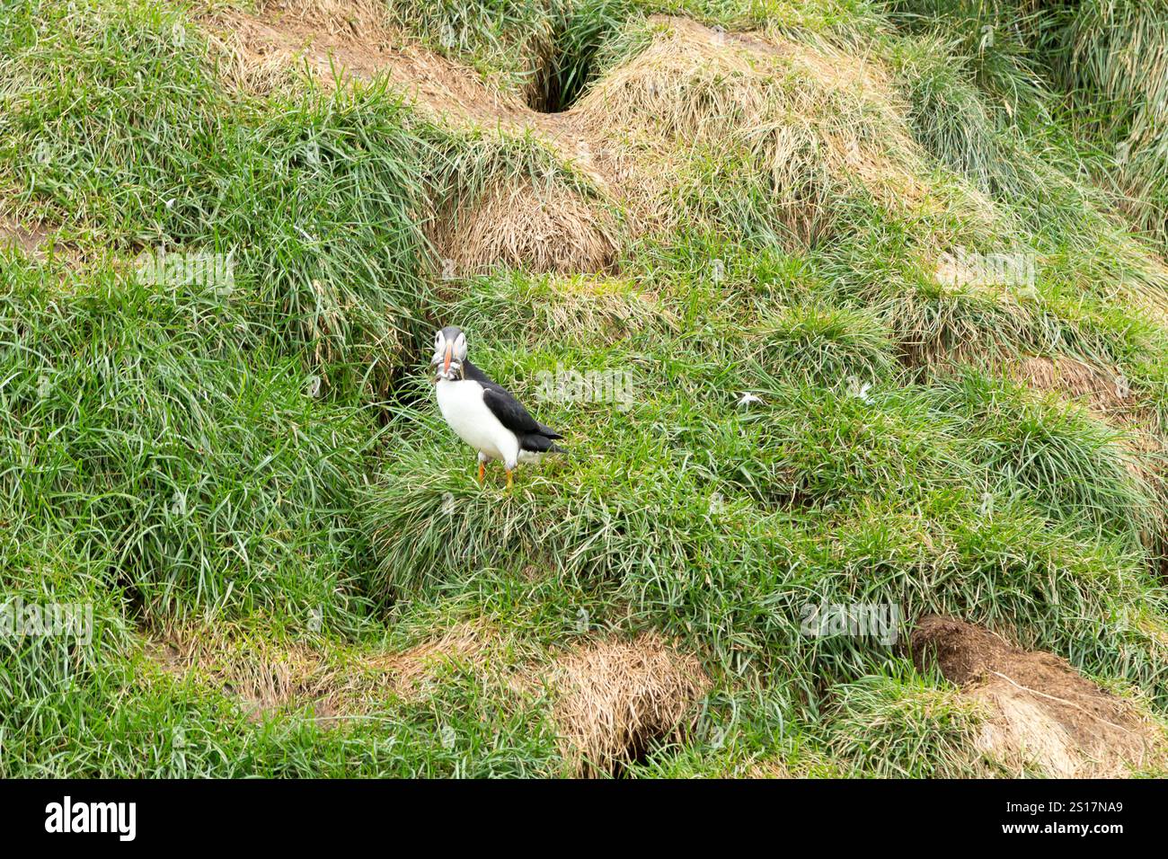 Macareux moine de Borgarfjordur fjord, est de l'Islande. La faune de l'Islande. Macareux moine commun. Fratercula arctica Banque D'Images Macareux moine de Borgarfjordur fjord, est de l'Islande. La faune de l'Islande. Macareux moine commun. Fratercula arctica Banque D'Images