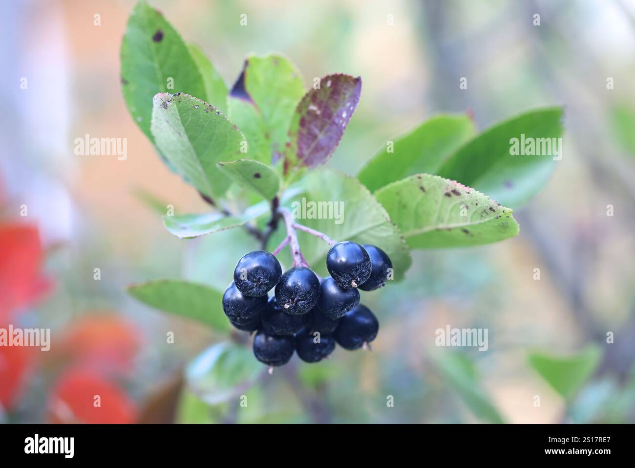 Baies noires de Sorbaronia fallax, également appelé × Sorbaronia mitschurinii et Aronia × mitschurinii, communément appelé chokeberry de jardin ou chok noir Banque D'Images