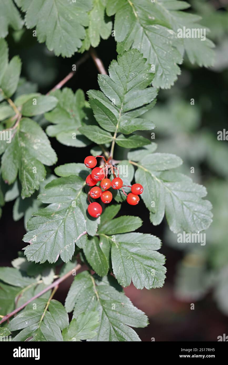 Baies de Hedlundia hybrida (anciennement Sorbus hybrida), communément connu sous le nom de poutre blanche finlandaise, un arbre originaire de Scandinavie Banque D'Images