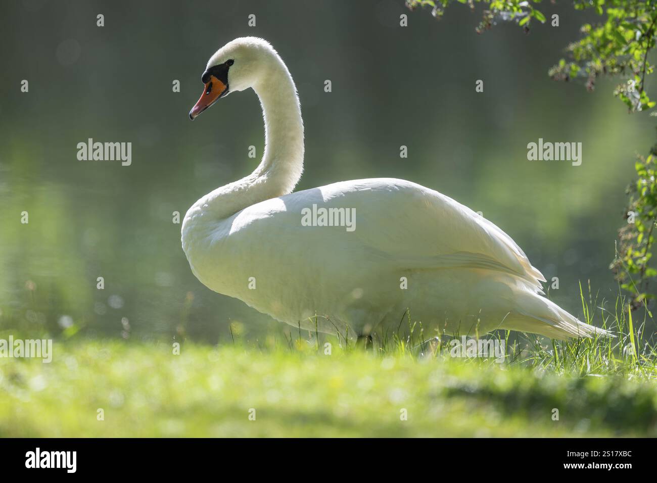 Cygne muet (Cygnus olor), oiseau adulte debout dans un pré près d'un étang, Thuringe, Allemagne, Europe Banque D'Images