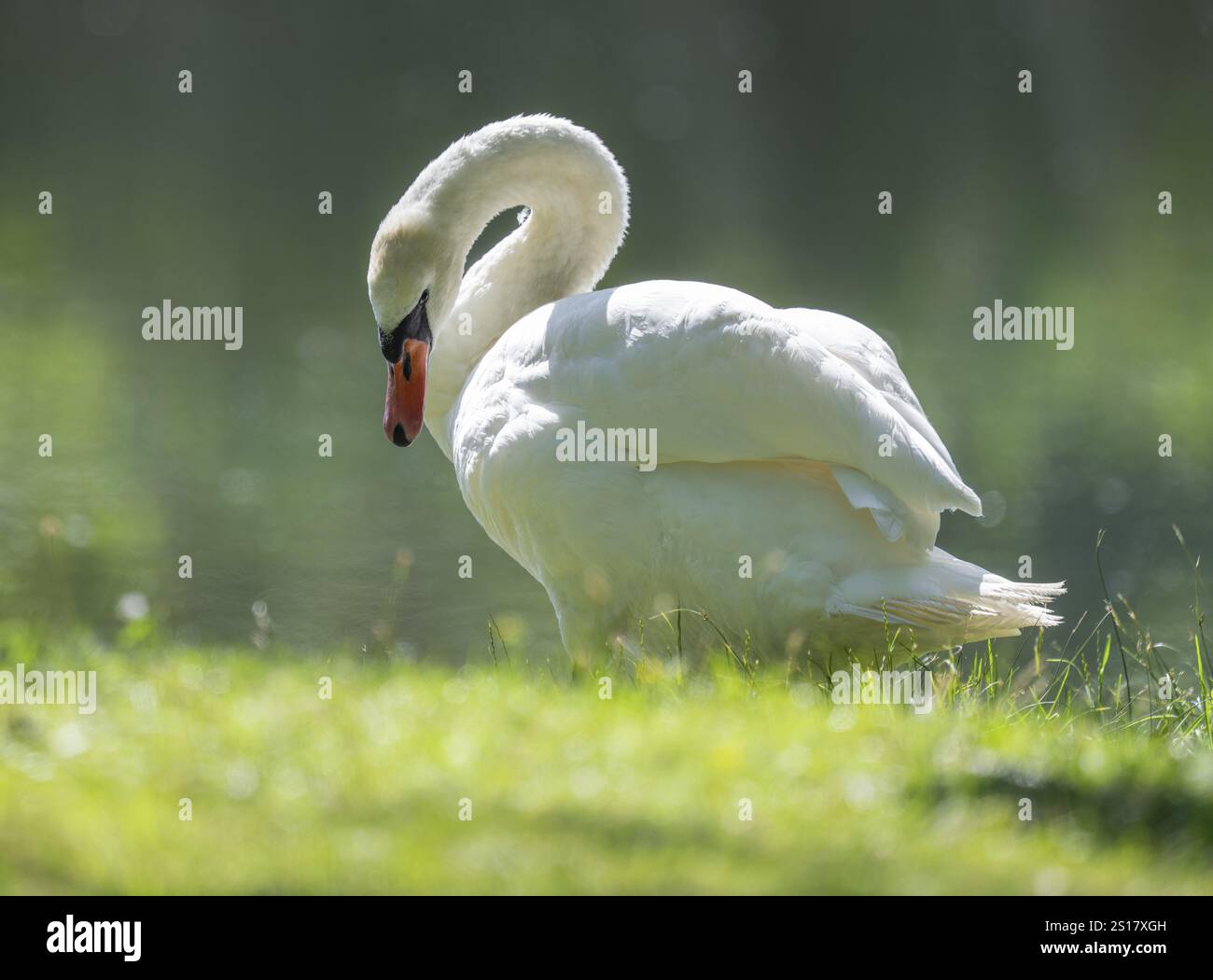 Cygne muet (Cygnus olor), oiseau adulte debout dans un pré près d'un étang, Thuringe, Allemagne, Europe Banque D'Images