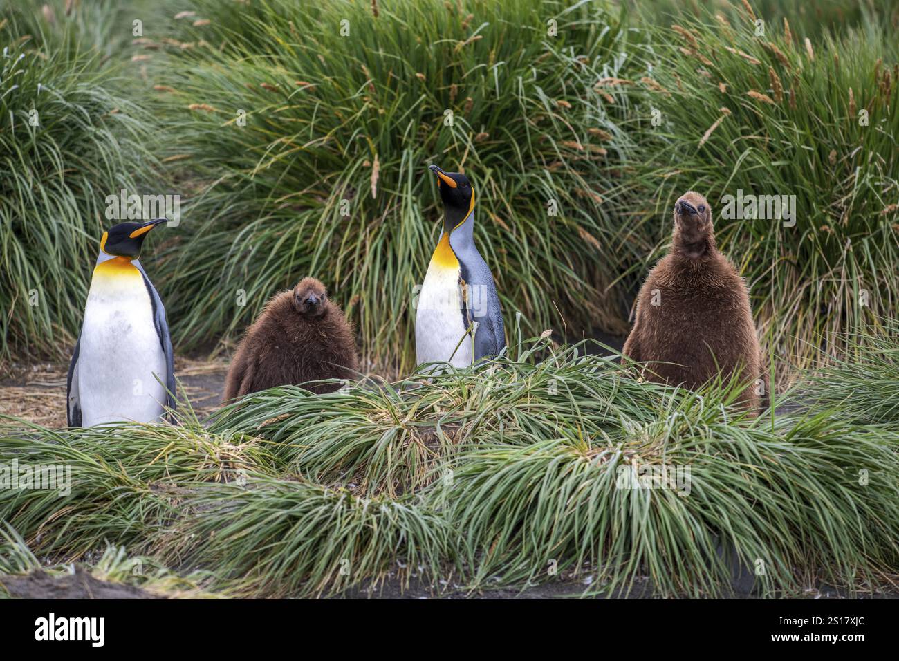 Jeunes et vieux manchots royaux dans l'herbe Salisbury plane South Georgia Antarctica Banque D'Images