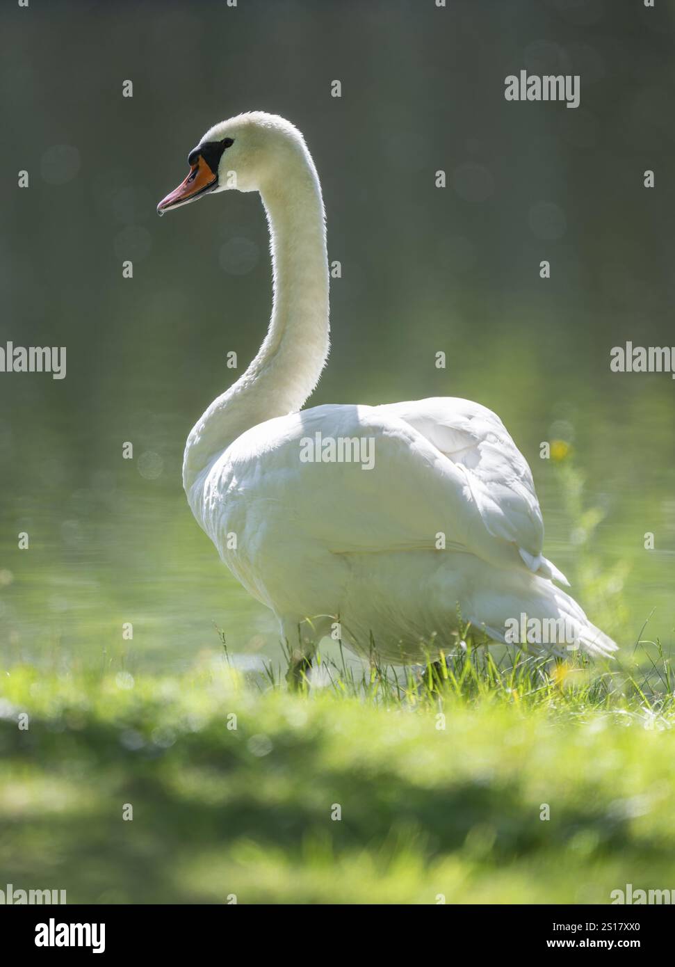 Cygne muet (Cygnus olor), oiseau adulte debout dans un pré près d'un étang, Thuringe, Allemagne, Europe Banque D'Images