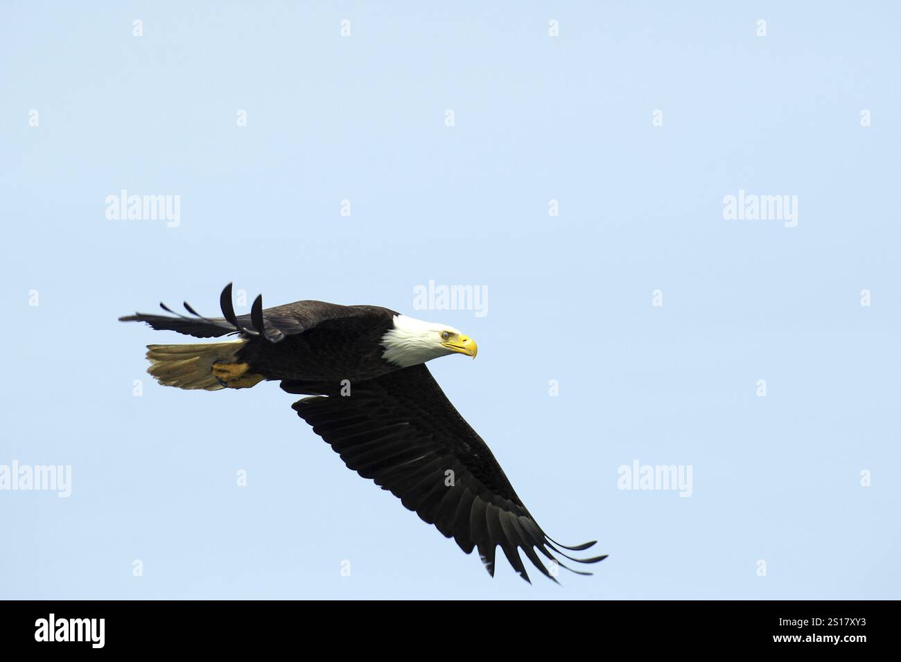 Un aigle à tête blanche vole dynamiquement à travers le ciel bleu, le parc national, le sanctuaire des grizzlis de Khutzeymateen, Prince Rupert, Colombie-Britannique, Canada, NOR Banque D'Images