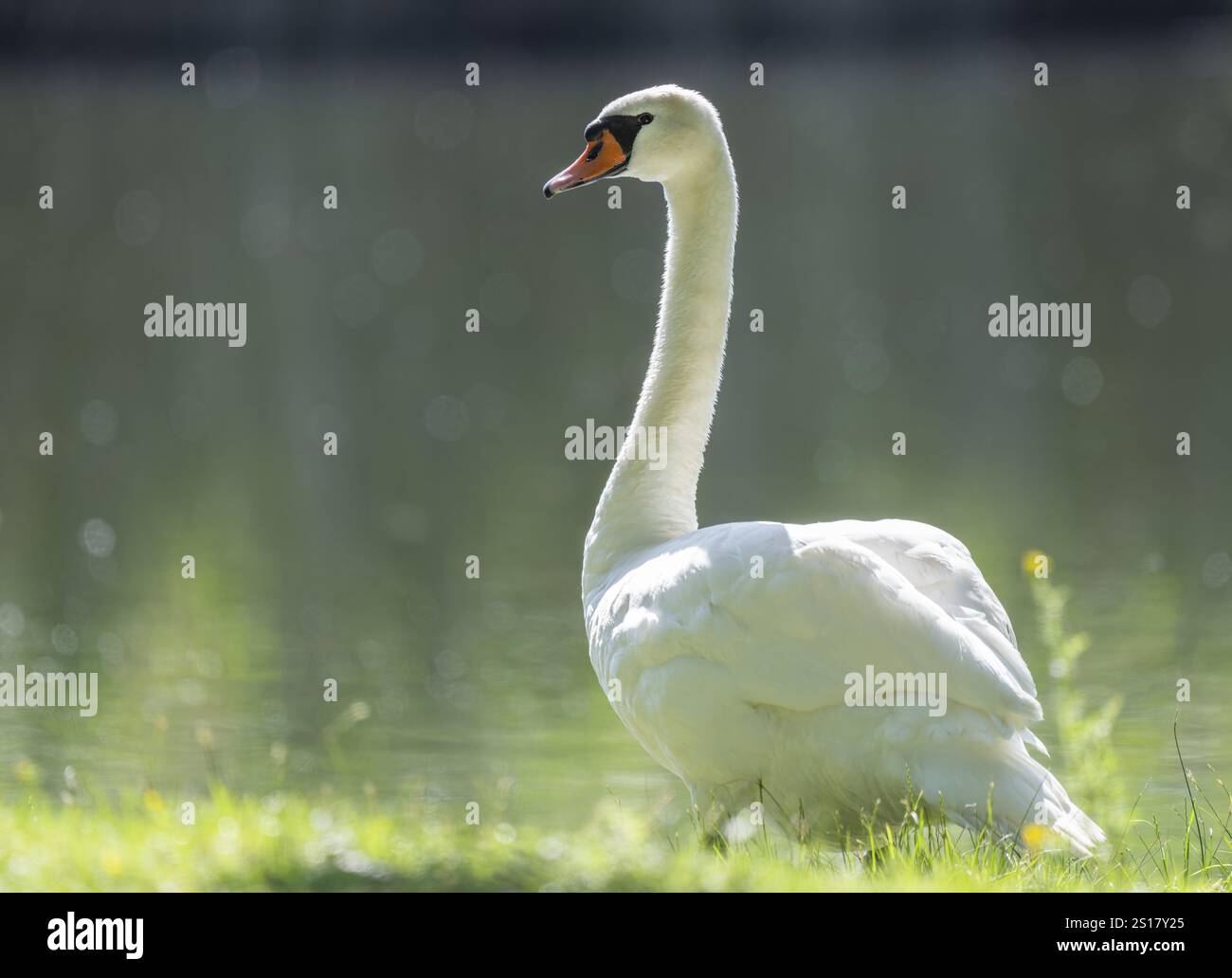 Cygne muet (Cygnus olor), oiseau adulte debout dans un pré près d'un étang, Thuringe, Allemagne, Europe Banque D'Images
