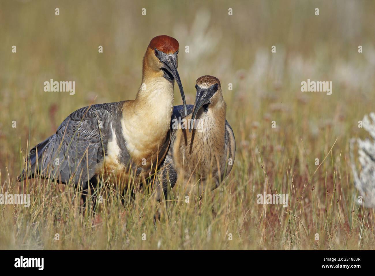 Ibis à face noire, Theristicus melanopsis, avec juvénile, Patagonie, Argentine, Amérique du Sud Banque D'Images