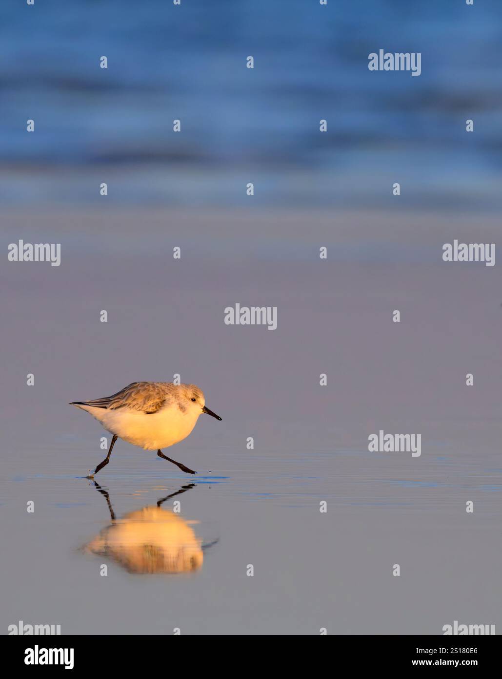 Sanderling (Calidris alba) courant à la plage le long de la côte océanique à la lumière du coucher du soleil avec réflexion, Galveston, Texas, USA. Banque D'Images
