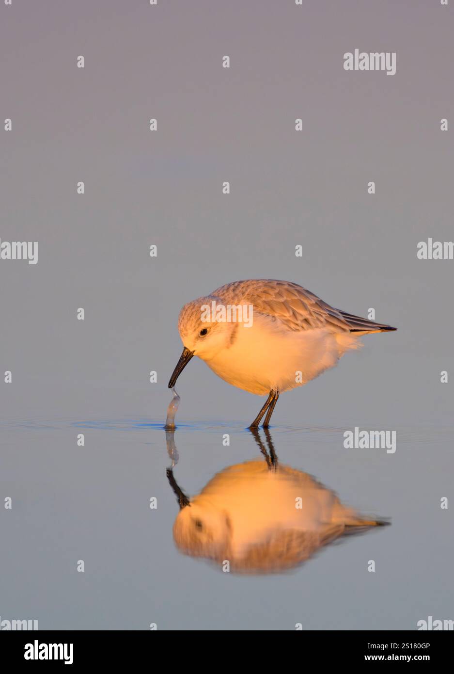 Sanderling (Calidris alba) se nourrissant à la plage de l'océan au coucher du soleil, avec réflexion dans les eaux peu profondes, Galveston, Texas, USA. Banque D'Images Sanderling (Calidris alba) se nourrissant à la plage de l'océan au coucher du soleil, avec réflexion dans les eaux peu profondes, Galveston, Texas, USA. Banque D'Images