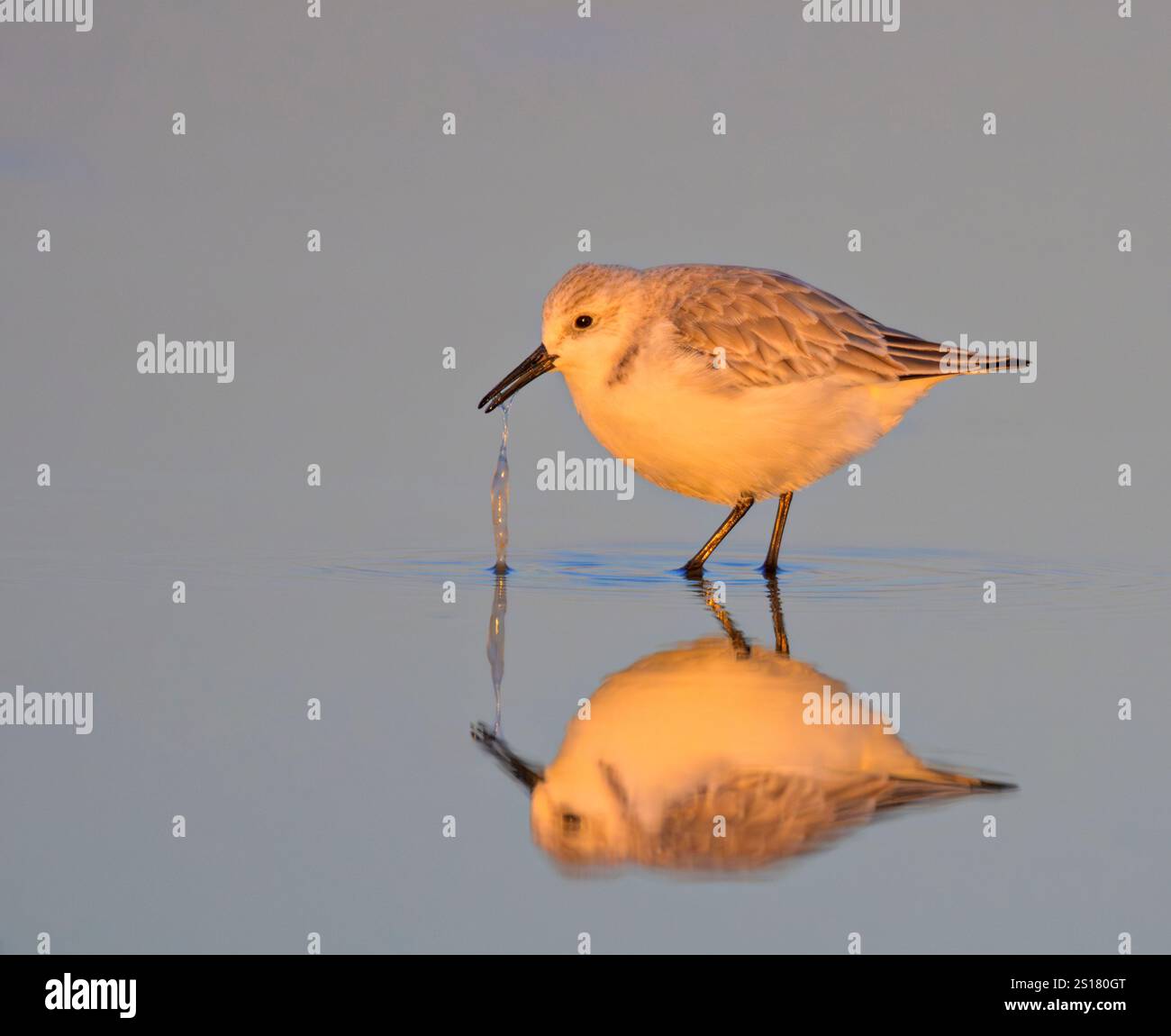 Sanderling (Calidris alba) se nourrissant à la plage de l'océan au coucher du soleil, avec réflexion dans les eaux peu profondes, Galveston, Texas, USA. Banque D'Images Sanderling (Calidris alba) se nourrissant à la plage de l'océan au coucher du soleil, avec réflexion dans les eaux peu profondes, Galveston, Texas, USA. Banque D'Images