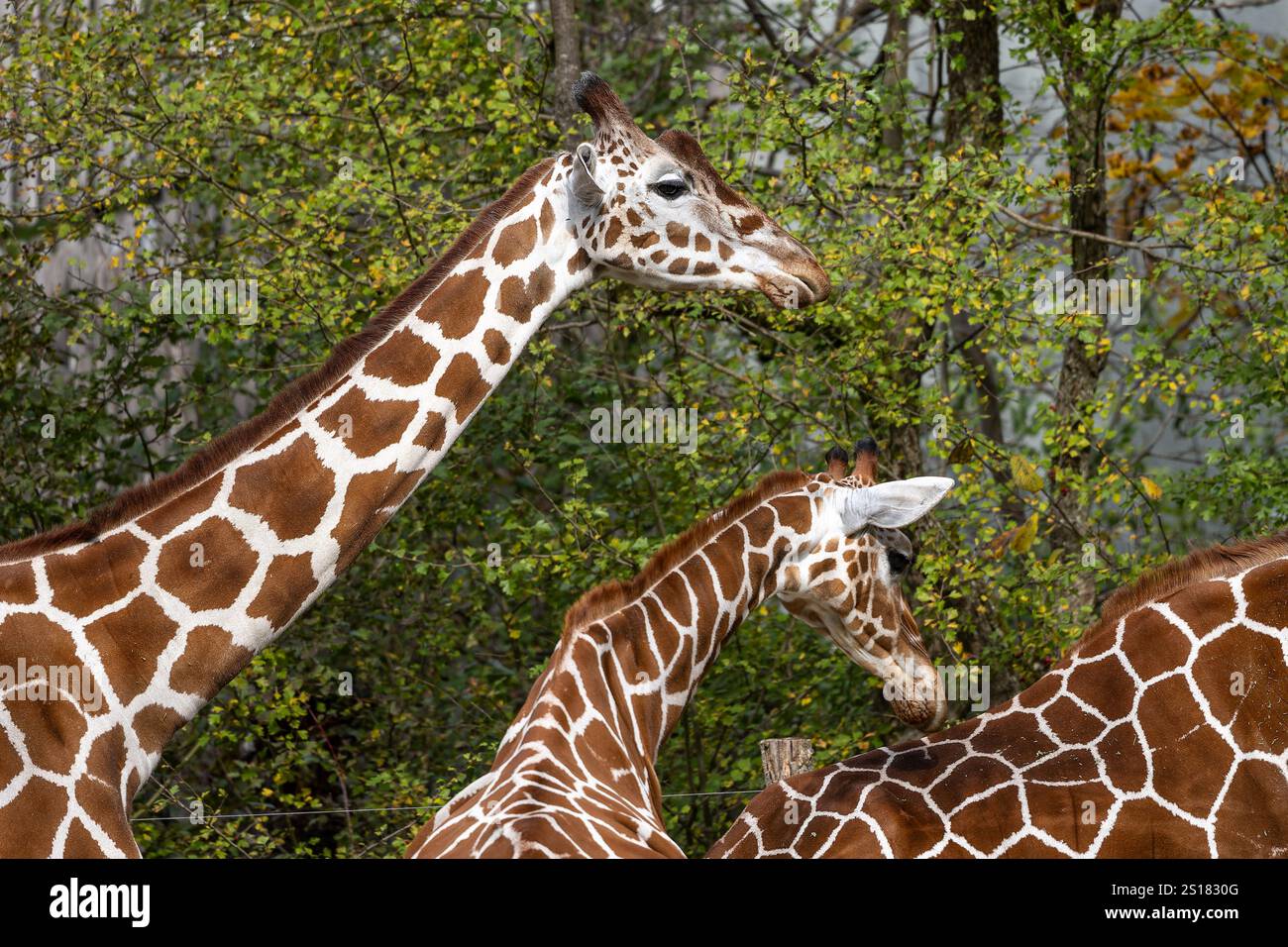La girafe Giraffa camelopardalis, même de l'Afrique de l'est un — free download