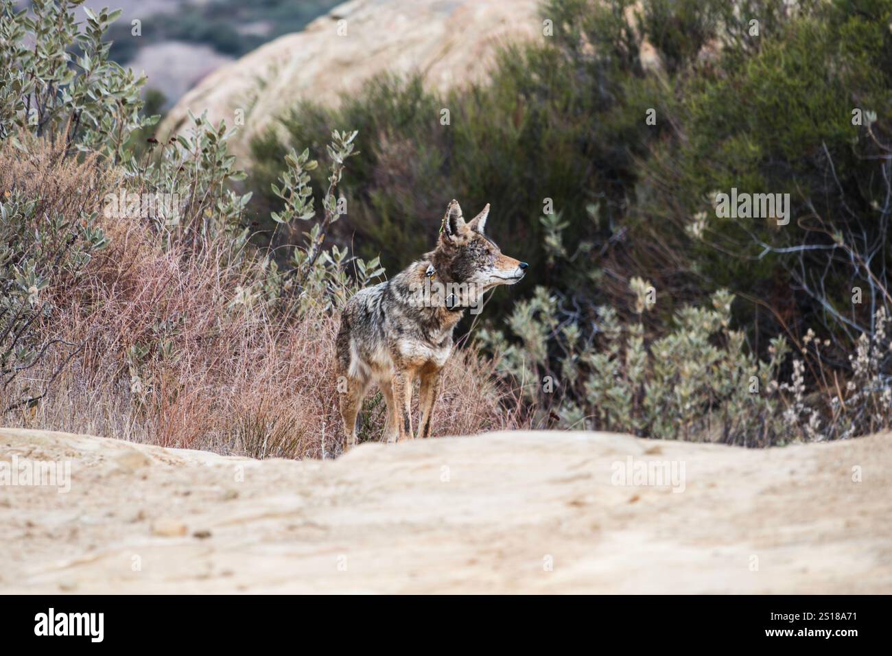 Coyote sauvage avec collier de suivi de gestion de la faune au Rocky Peak Park près de Los Angeles en Californie. Banque D'Images