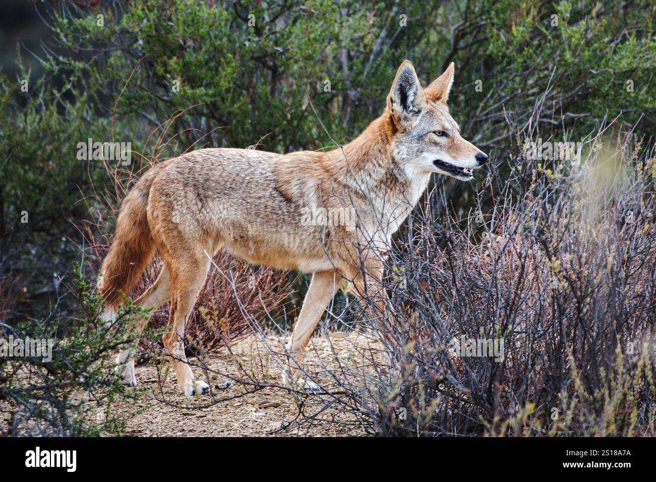 Coyote sauvage au parc historique de Santa Susana Pass dans la région de San Fernando Valley, dans le comté de Los Angeles, en Californie. Banque D'Images