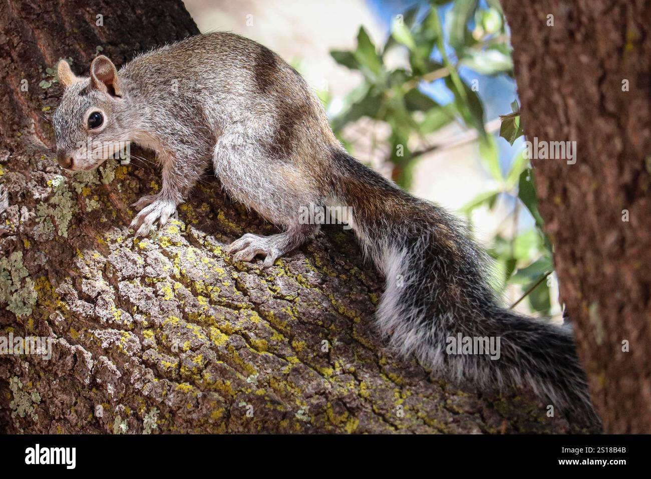 Écureuil gris de l'Arizona ou Sciurus arizonensis dans un chêne du parc Rumsey à Payson, Arizona. Banque D'Images