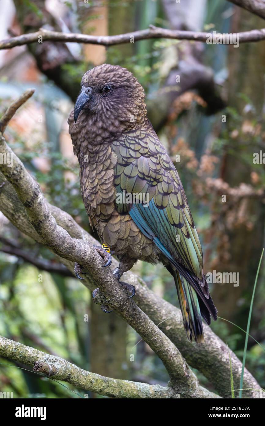 Gros plan de l'oiseau kea perché sur une branche dans la zone forestière. kea est une espèce de grand perroquet de la famille des Strigopidae endémiques de Nouvelle-Zélande Banque D'Images