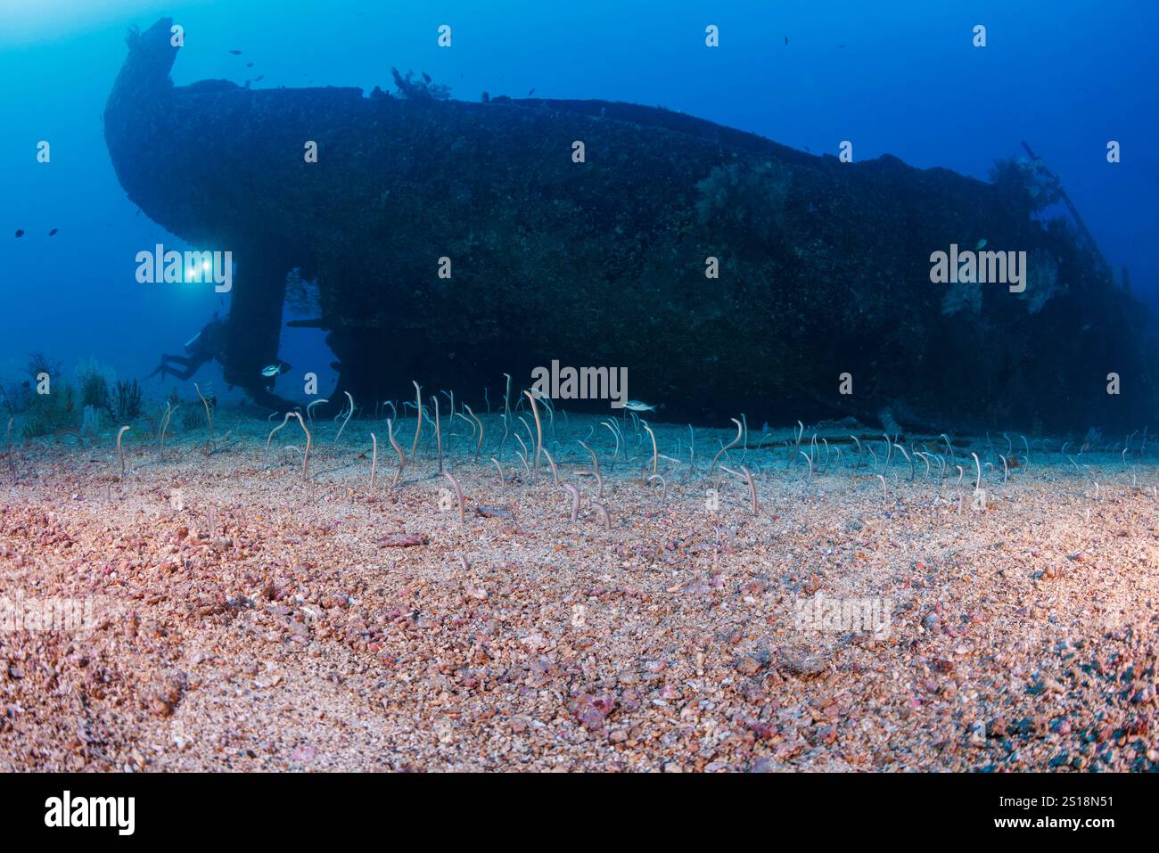 Anguilles de jardin à pois blancs, Gorgasia maculata, également connu sous le nom d'anguilles de jardin spaghetti, s'élèvent du fond de sable en dessous de l'épave de l'Alma Jane au large de Puert Banque D'Images