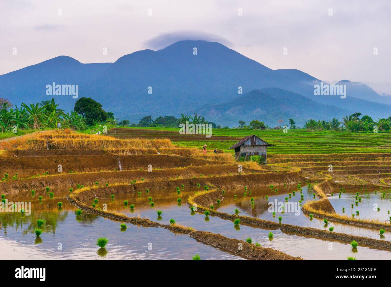 indonésie beauté paysage rizières dans le nord de bengkulu naturel belle vue matinale de l'Indonésie des montagnes et de la forêt tropicale Banque D'Images