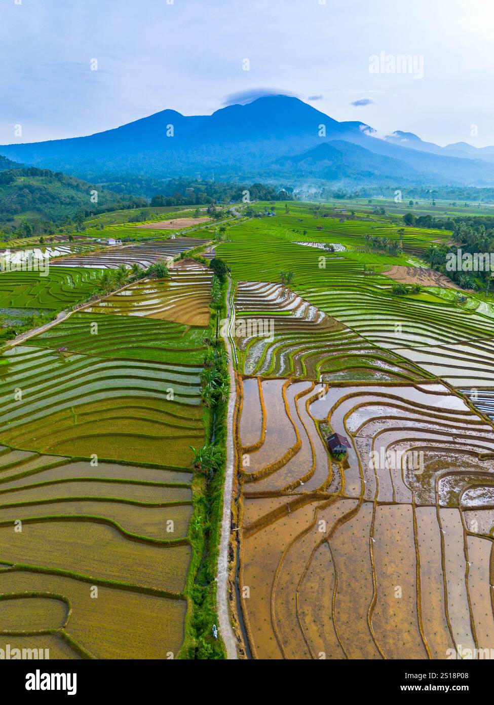 indonésie beauté paysage rizières dans le nord de bengkulu naturel belle vue matinale de l'Indonésie des montagnes et de la forêt tropicale Banque D'Images