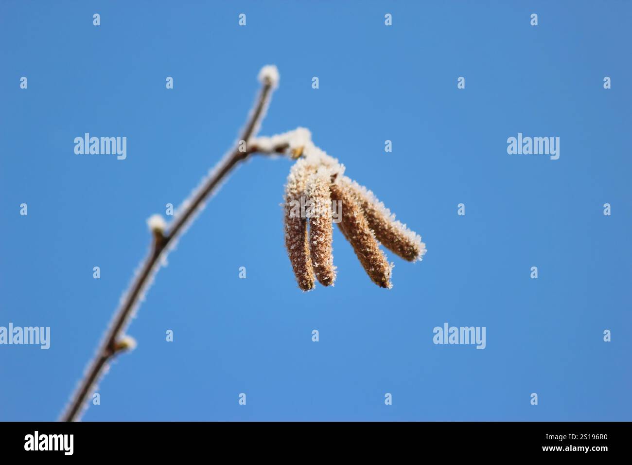 Gelez sur une brindille de noisette le matin Banque D'Images