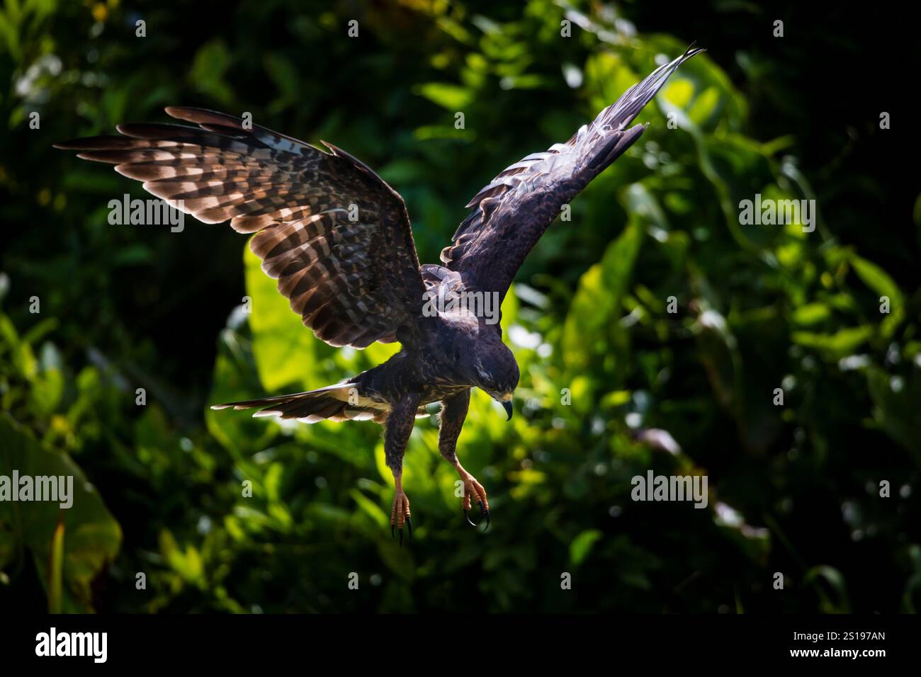 Un cerf-volant juvénile d'escargot, Rostrhamus sociabilis, en vol près du lac Gatun, parc national de Soberania, République du Panama, Amérique centrale. Banque D'Images