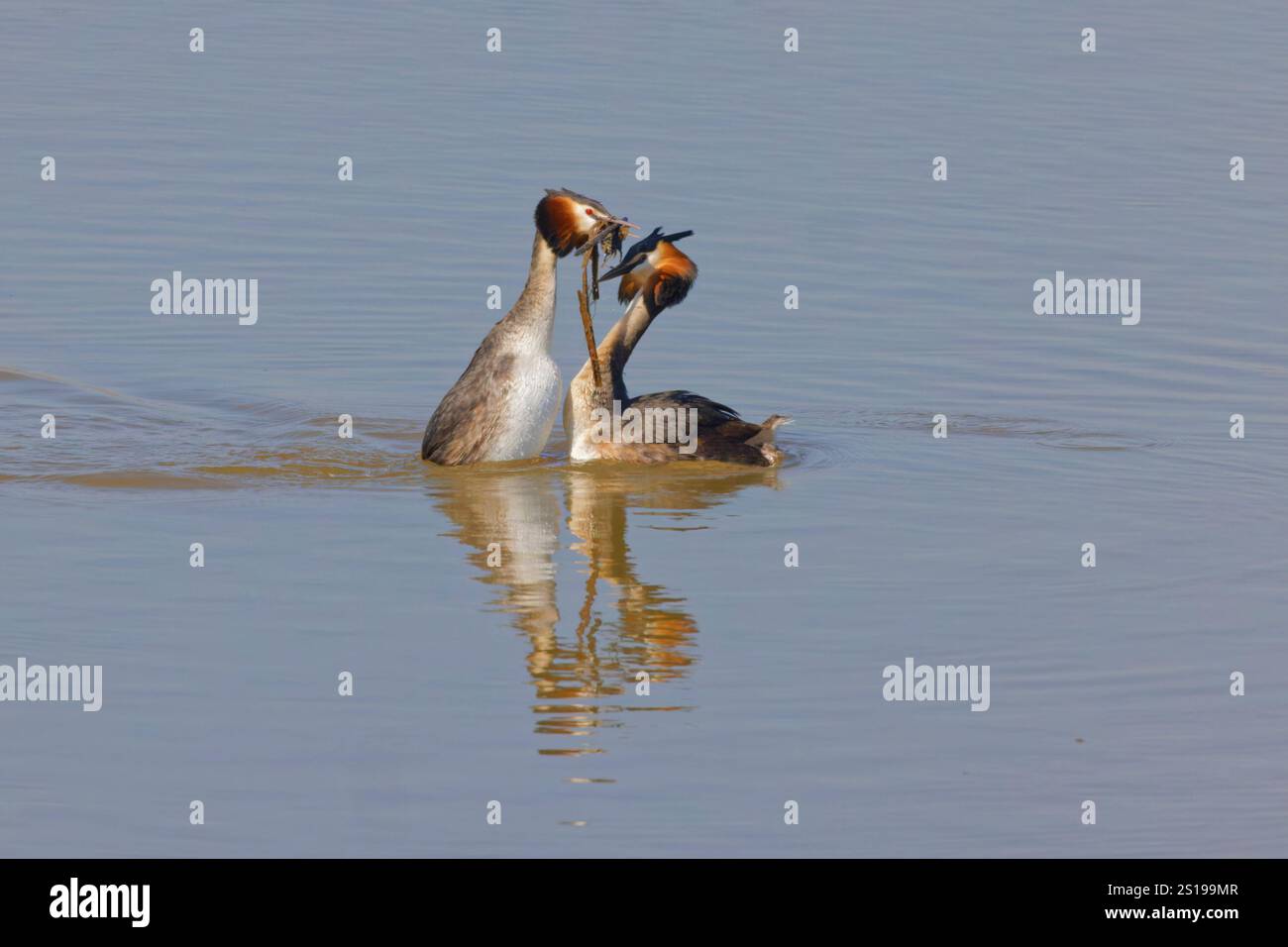 Great Crested Grebe - affichage de cour de danse des mauvaises herbes Podiceps cristatus Essex, UK BI036226 Banque D'Images