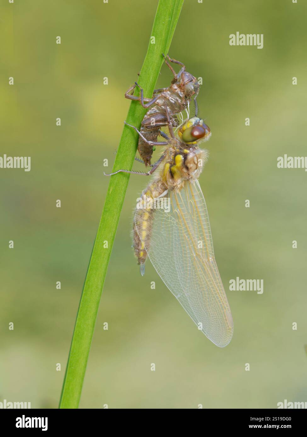 Four Spotted Chaser Dragonfly Emerging Libellula quadrimaculata Garden Pond, Essex, UK IN004569 Banque D'Images