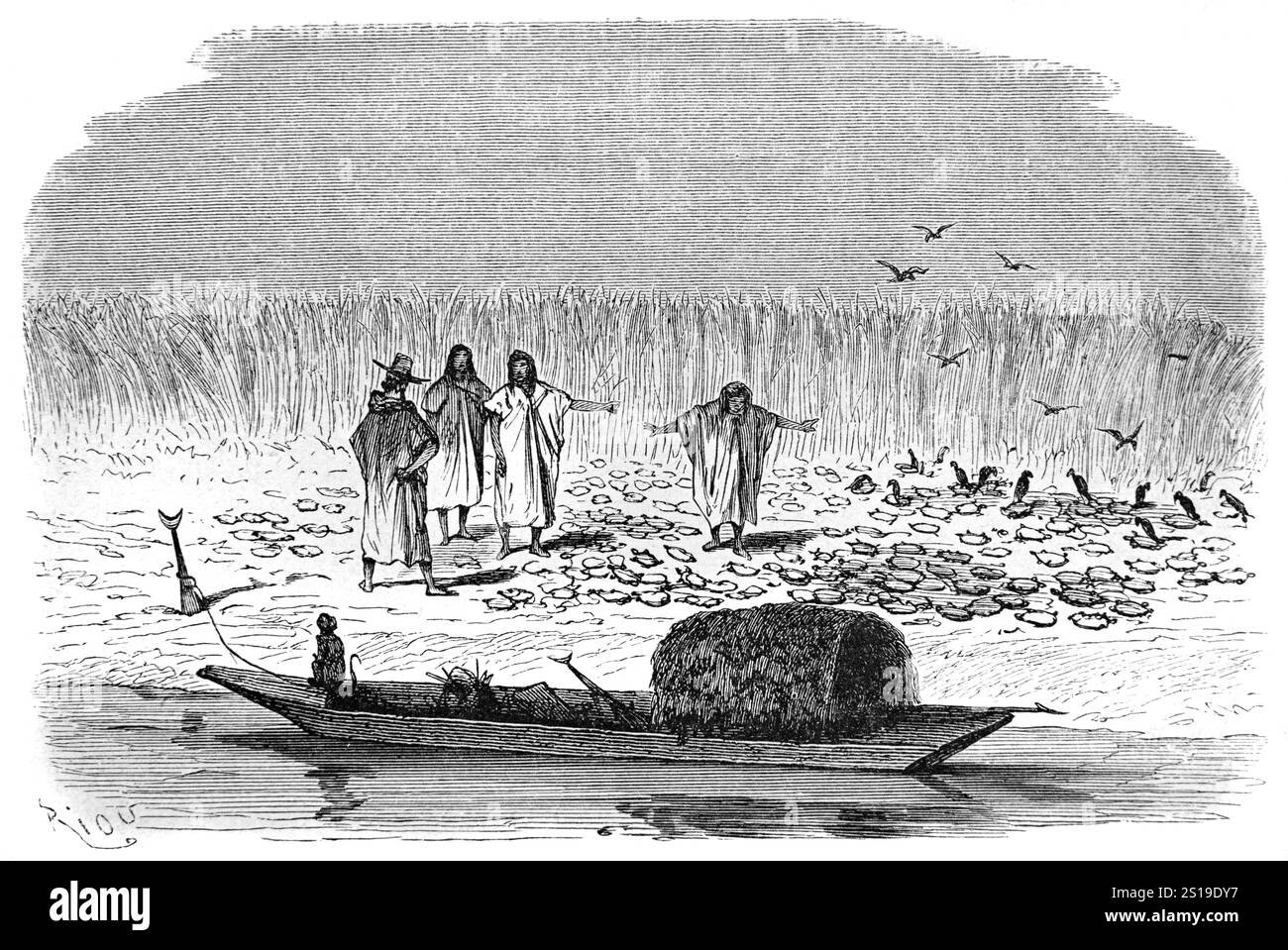 Cueillette de tortues pour la nourriture le long de la rivière Ucayali par le peuple Shiibo-Conibo les Shipibo-Conibo sont un peuple indigène du Pérou vivant le long de la rivière Ucayali dans la forêt amazonienne du Pérou en Amérique du Sud. Illustration vintage ou historique ou gravure 1864 Banque D'Images