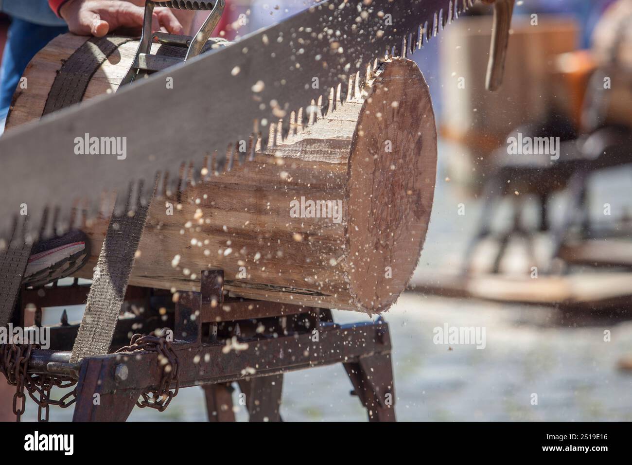 Sciage ou trontza, sport traditionnel navarre et pays basque. Les concurrents coupent le tronc en anneaux de quelques centimètres d'épaisseur Banque D'Images