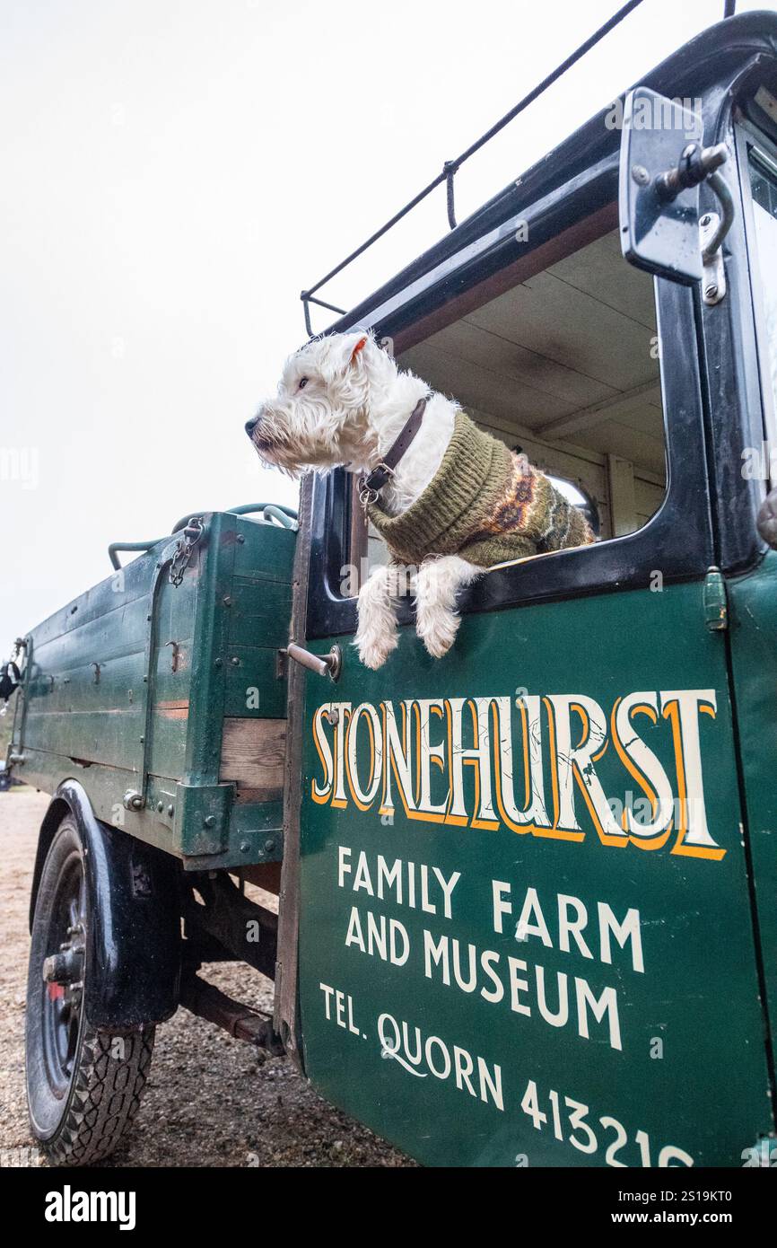 West Highland White Terrier (Westie) assis dans un camion vintage d'avant-guerre Banque D'Images