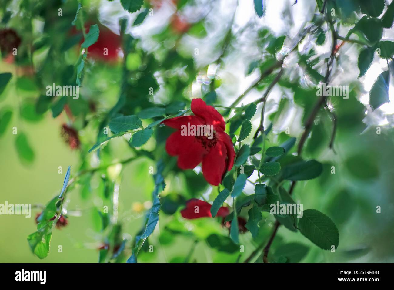 La rose violette fleurie Rosa chinensis, communément appelée rose de Chine, rose de Chine ou rose du Bengale, est un membre du genre Rosa Banque D'Images