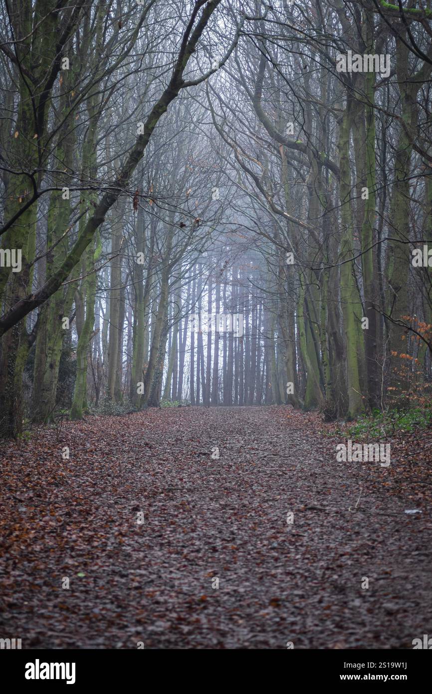 Brouillard bas dans les bois d'hiver Banque D'Images