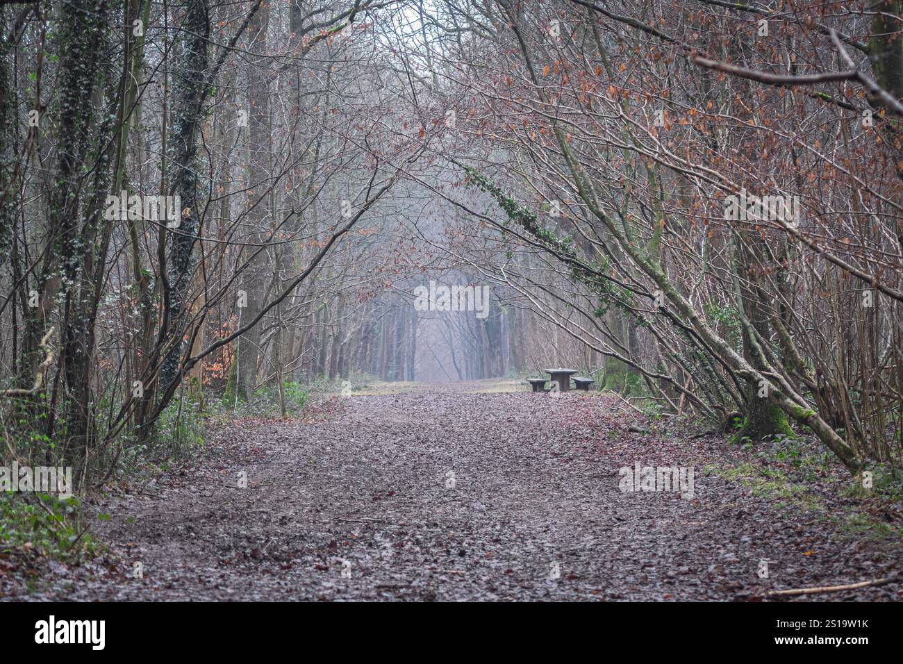 Brouillard bas dans les bois d'hiver Banque D'Images