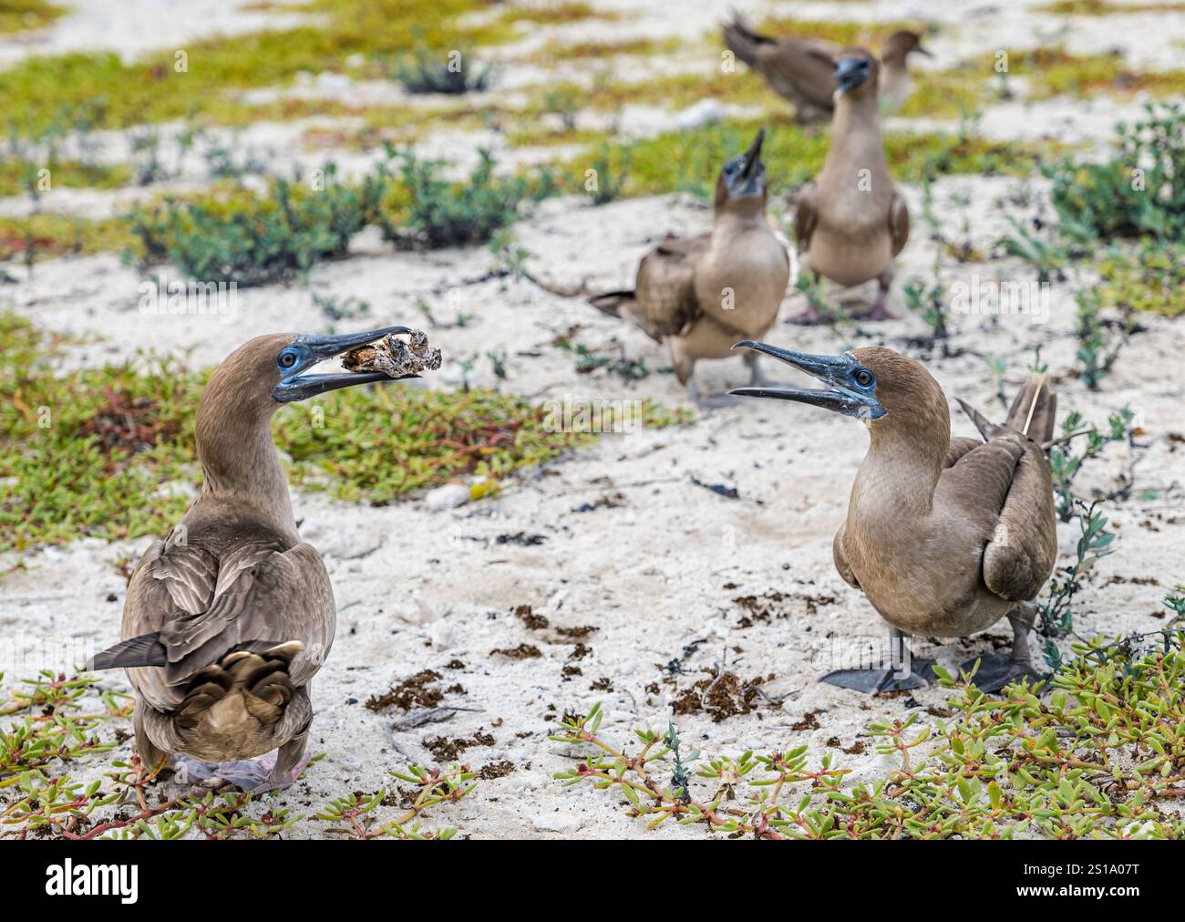 Juvéniles à pieds bleus (Sula nebouxii) jouant, île Genovesa, îles Galapagos Banque D'Images