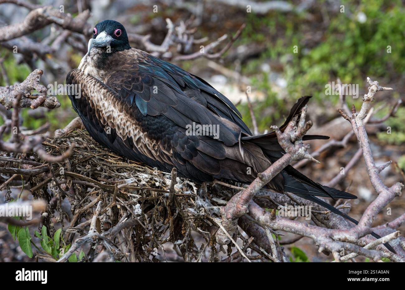 Gros plan d'une femelle frigatebird (Fregata) assise sur un nid, île Genovesa, îles Galapagos Banque D'Images