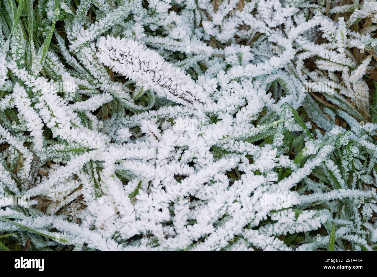 Italie, Lombardie, cristaux de glace sur une feuille Banque D'Images