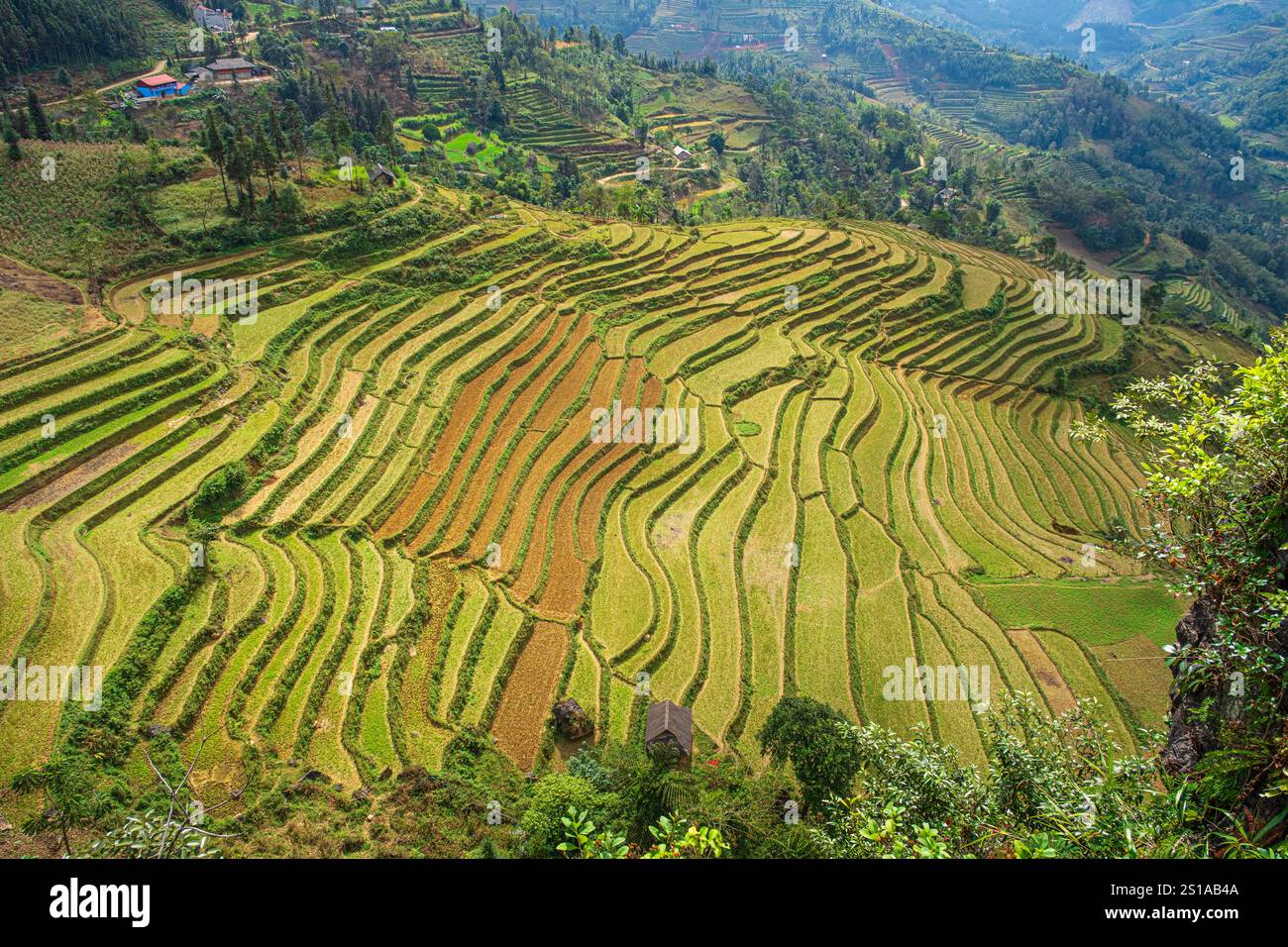 Vietnam, province de Lao Cai, Lung Phinh, paysage de culture en terrasses Banque D'Images