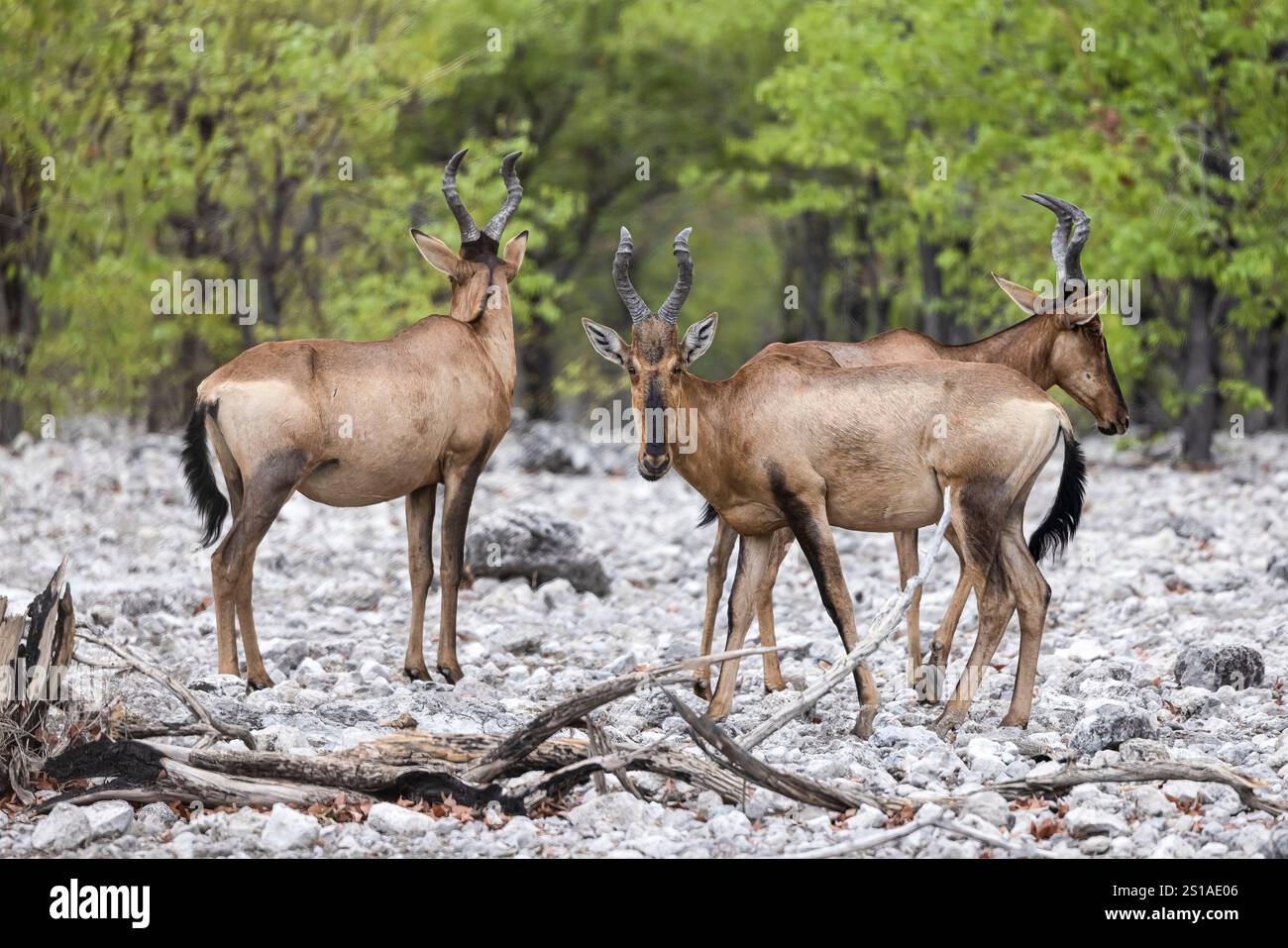 Namibie, district d'Oshikoto, parc national d'Etosha, hartebeest rouge (Alcelaphus buselaphus caama) Banque D'Images