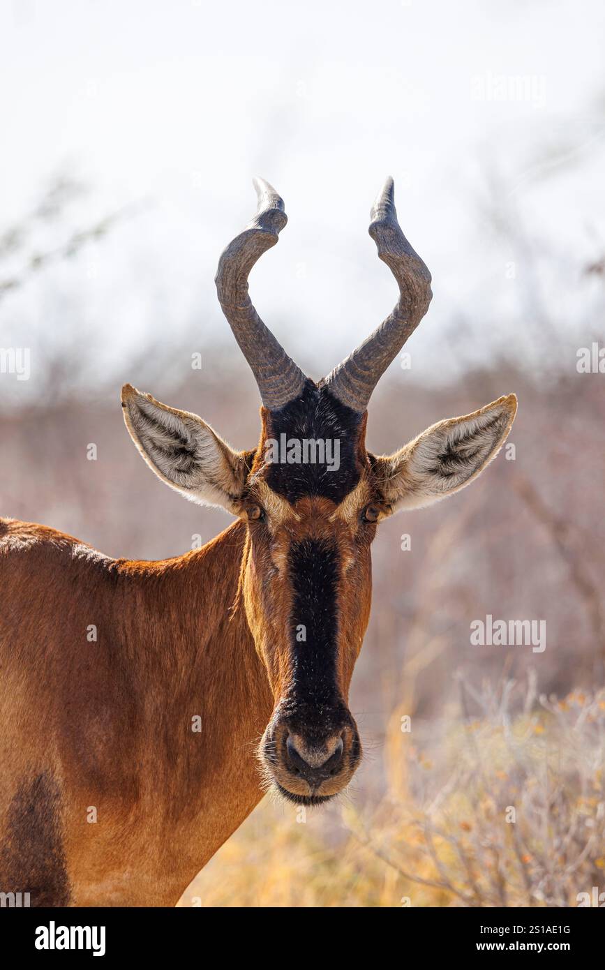 Namibie, district d'Oshikoto, parc national d'Etosha, hartebeest rouge (Alcelaphus buselaphus caama) Banque D'Images