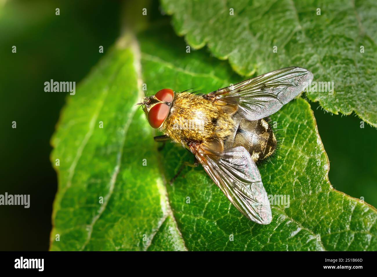 Mouche commune en grappe (Pollenia rudis) mâle sur une feuille verte Banque D'Images