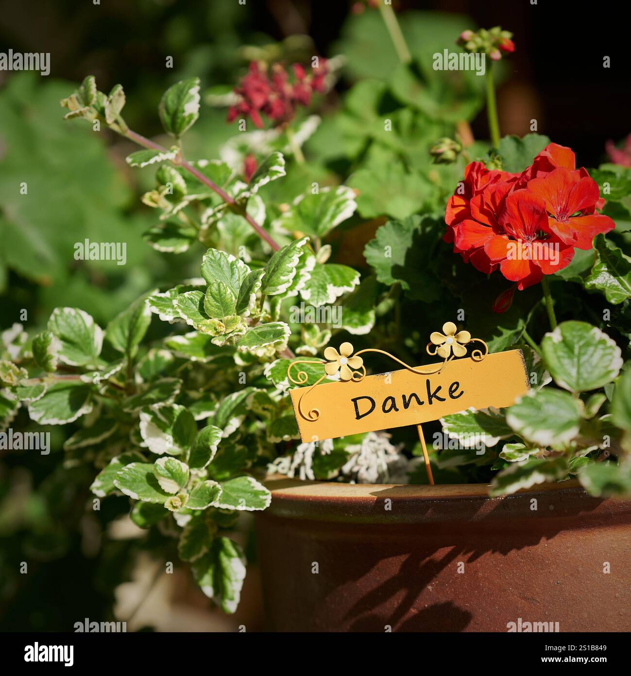 Fleurs en cadeau avec un signe avec l'inscription allemande danke. Traduction : Merci Banque D'Images