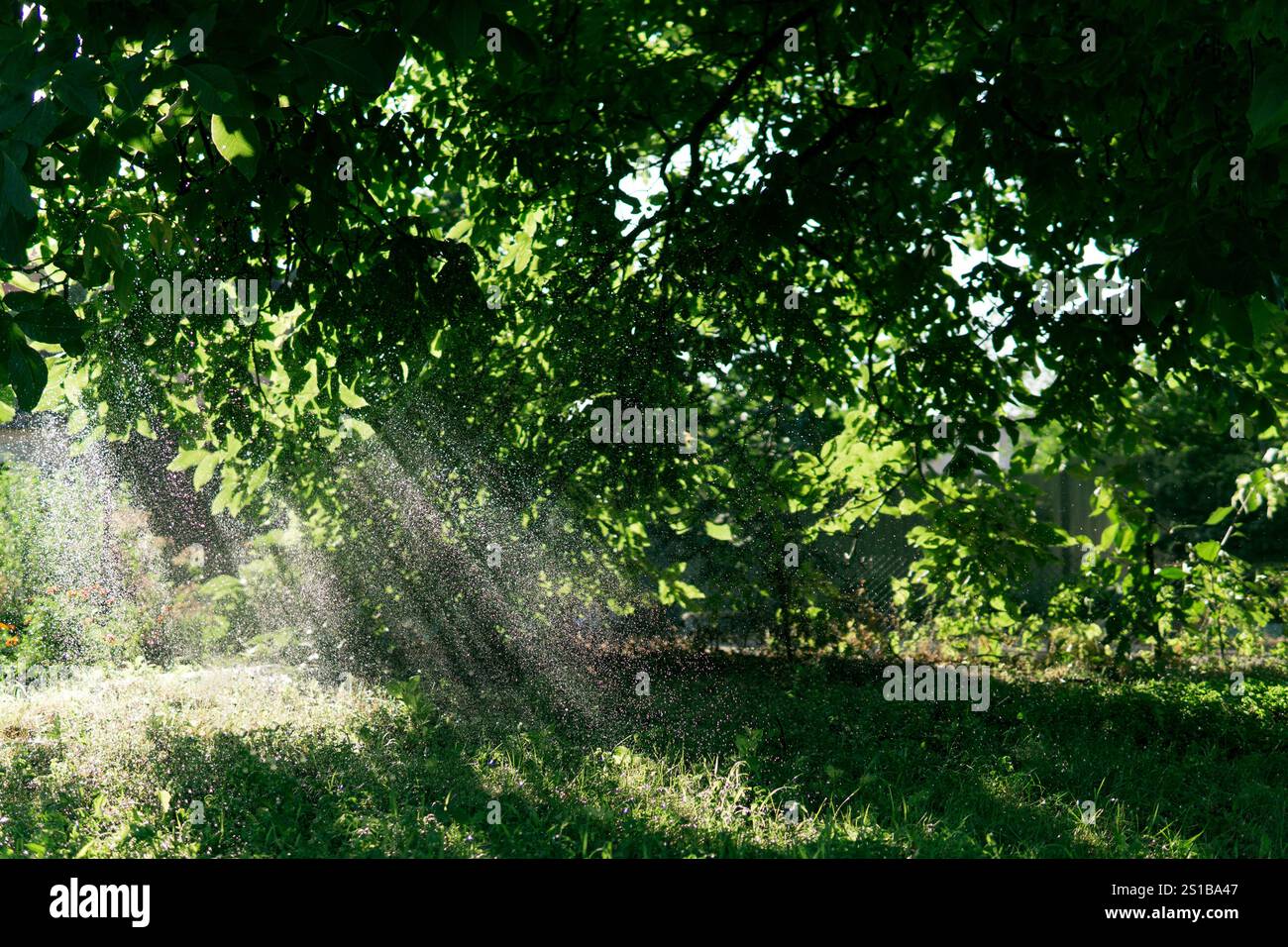 La lumière du soleil filtrant à travers des feuilles vertes luxuriantes, créant une atmosphère sereine et rafraîchissante avec des gouttelettes d'eau visibles scintillant dans la lumière, parfait Banque D'Images