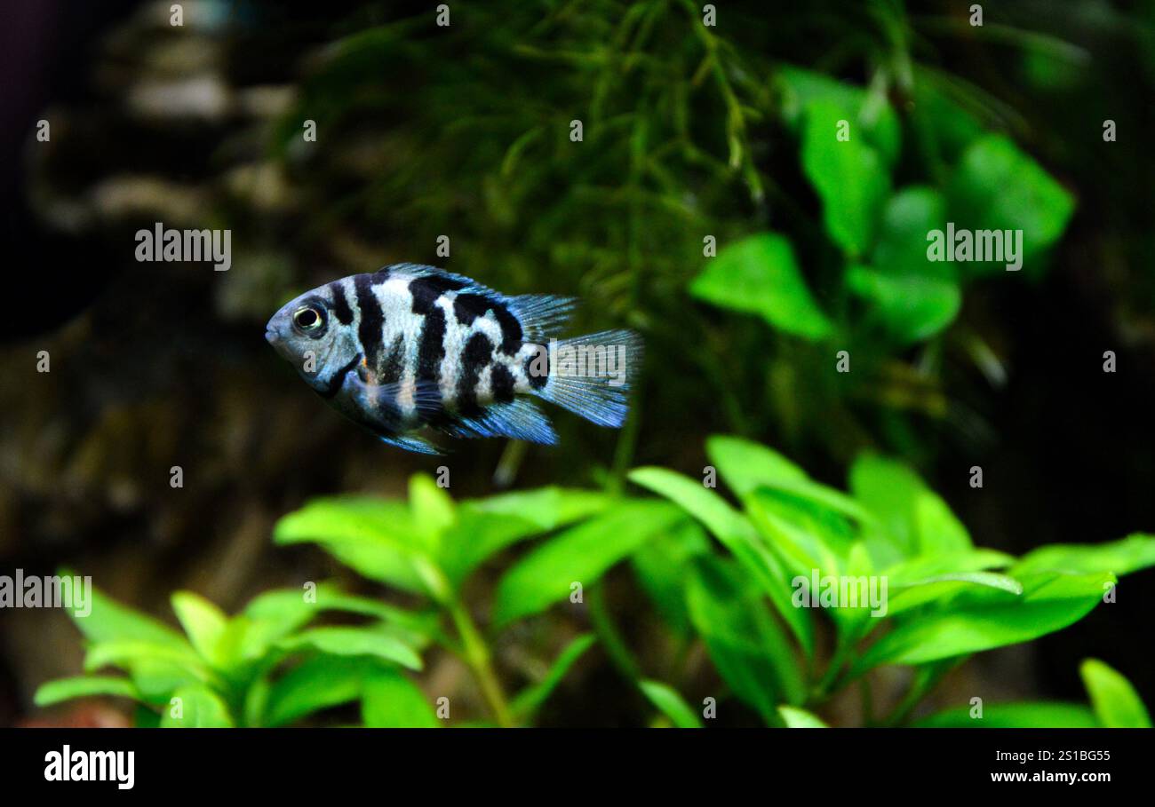 Un beau Cichlasoma perroquet bleu Cichlid. C'est un cichlide américain. Banque D'Images