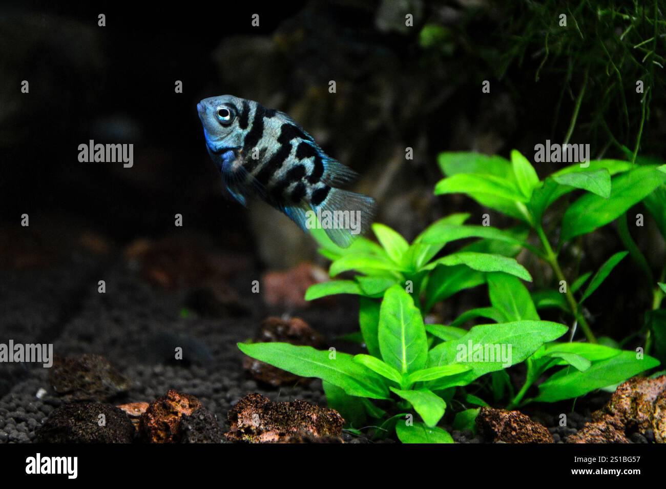 Un beau Cichlasoma perroquet bleu Cichlid. C'est un cichlide américain. Banque D'Images