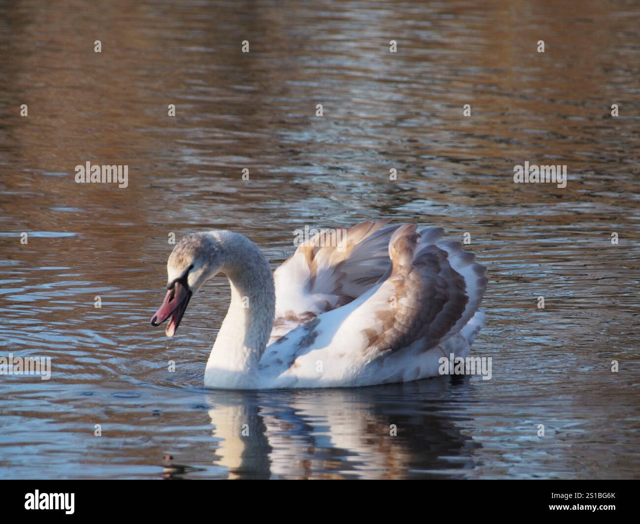 Un jeune cygne muet (Cygnus olor) qui se nourrit avec son bec ouvert sur l'étang dans le parc Rheinaue à Bonn, en Allemagne, par une journée ensoleillée de décembre Banque D'Images