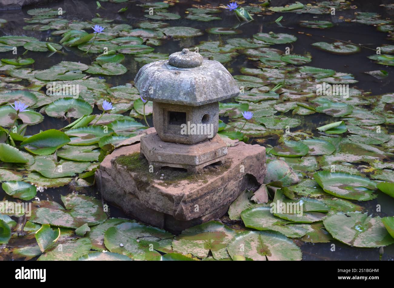 Étang de nénuphar avec pagode miniature. Arrière-plan tranquille et serein. Banque D'Images