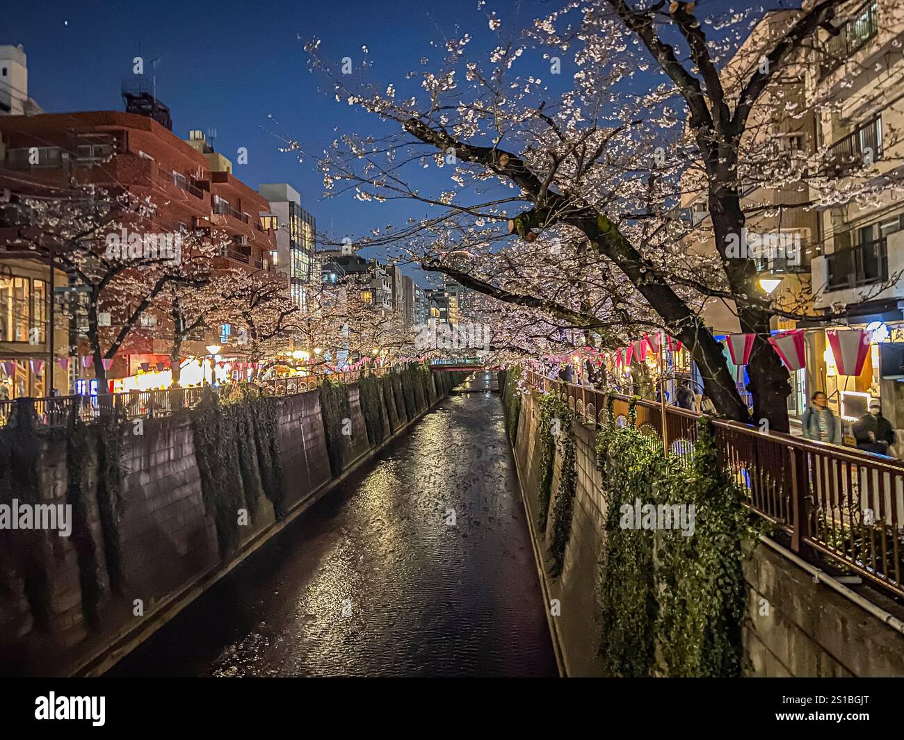 Arbres Sakura le long de la rivière Meguro, Meguro , Tokyo , Japon Banque D'Images