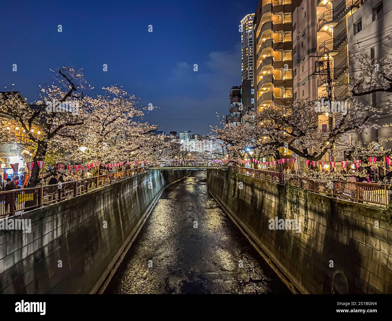 Arbres Sakura le long de la rivière Meguro, Meguro , Tokyo , Japon Banque D'Images
