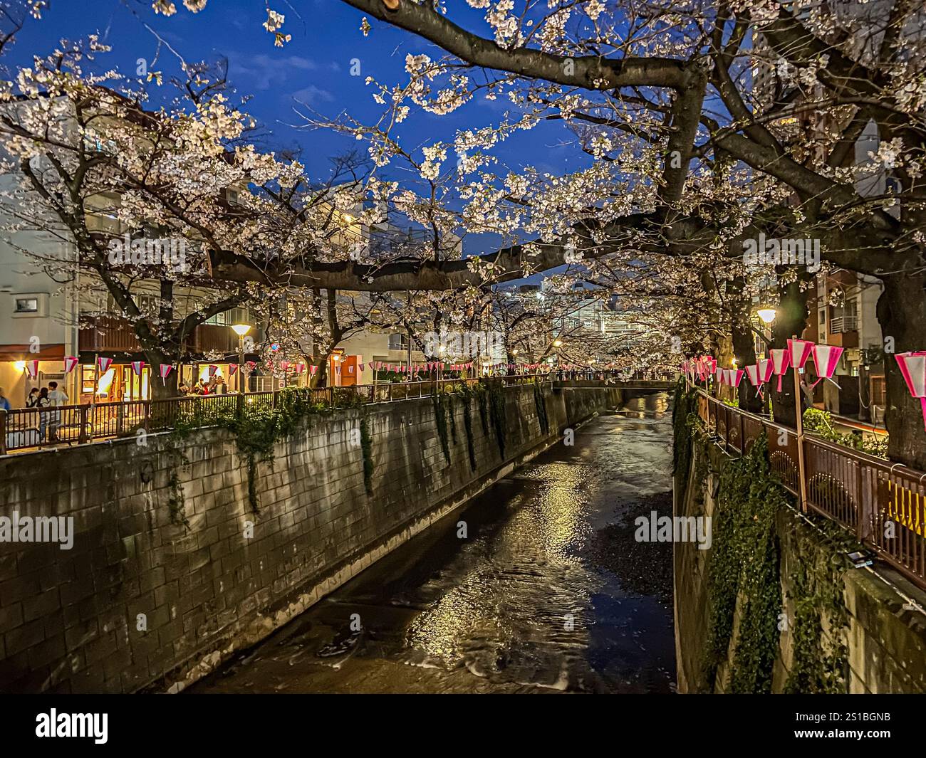 Arbres Sakura le long de la rivière Meguro, Meguro , Tokyo , Japon Banque D'Images
