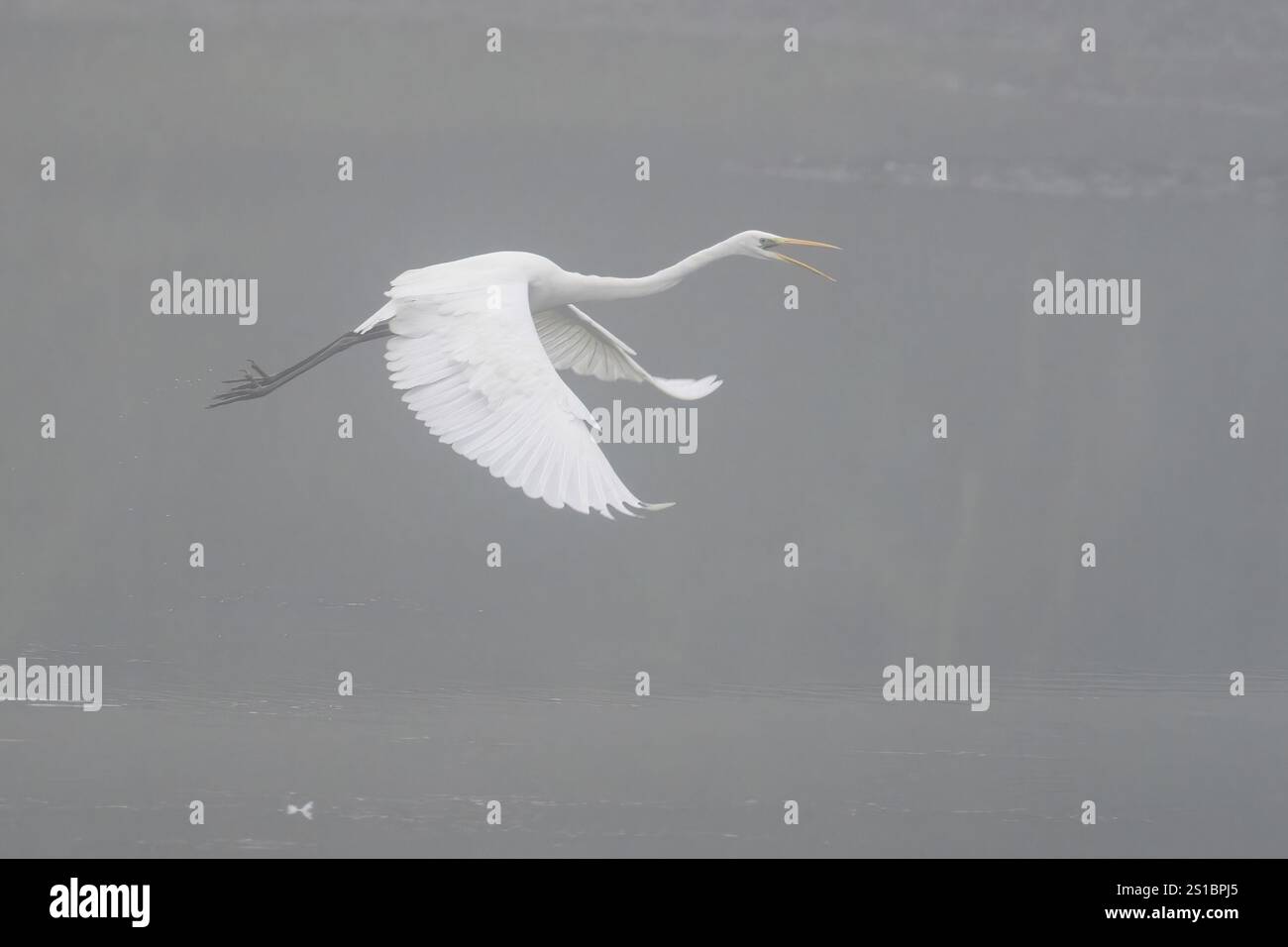 Une Grande aigrette (Ardea alba) survolant une rivière dans une atmosphère brumeuse, Hesse, Allemagne, Europe Banque D'Images