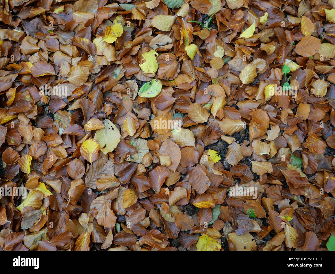 Les feuilles d'automne, dorées, brunes et jaunes forment un tapis coloré sur le sol forestier. La photographie de la nature est parfaite pour les décorations d'automne. Banque D'Images Les feuilles d'automne, dorées, brunes et jaunes forment un tapis coloré sur le sol forestier. La photographie de la nature est parfaite pour les décorations d'automne. Banque D'Images